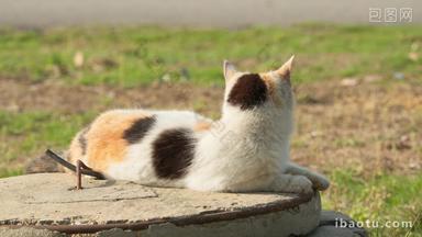 春天流浪猫花猫坐在井盖上